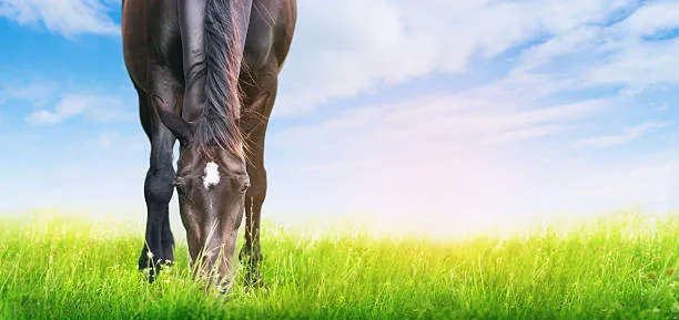 Horse grazing in a green paddock